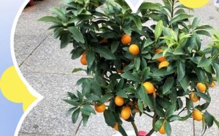 盆栽金桔结果后如何养护？
