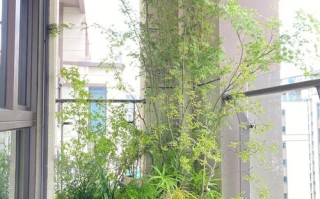 阳台东面盆栽如何摆放才旺风水？