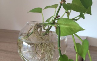 土培绿萝水培方法有何不同？