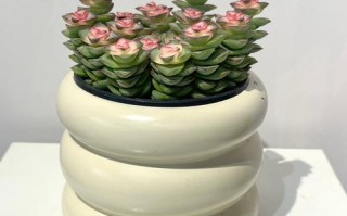 家里多肉怎么选？哪些好养又好看？