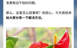 红掌水培发黄咋解决？