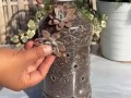 矿泉水瓶种多肉，怎么变身创意花盆？