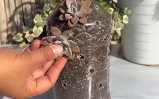 矿泉水瓶种多肉，怎么变身创意花盆？
