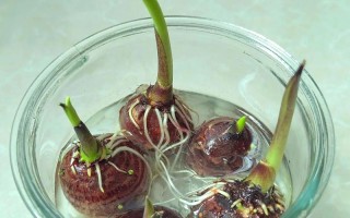 10份芋头能种出盆栽吗？