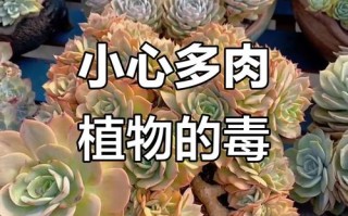 哪些多肉品种有毒？