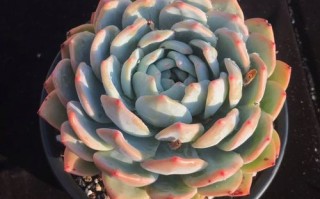 云南多肉植物店图片大全有哪些热门推荐？