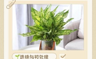 水培植物怎么养？注意事项有哪些？