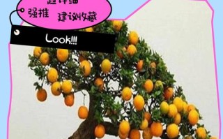 金桔盆栽养殖要注意哪些关键点？