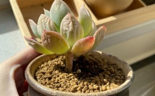 冬天多肉叶子变软掉落怎么办？