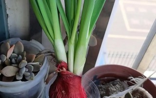 半个洋葱怎么水培的方法