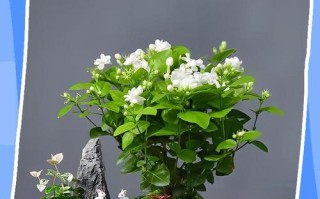 茉莉花土培水培，哪种更适合生长？
