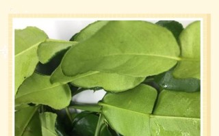 醋能治盆栽黄叶吗？