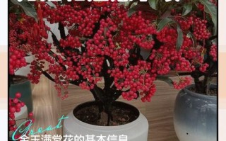 金玉满堂盆栽冬天怎么养护？