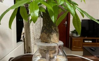 发财树水培为何烂根不长根？