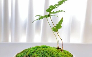 低矮草本盆栽植物有哪些常见品种？