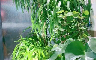 海南室内盆栽选哪些好养又美观？