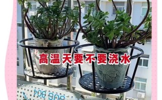 暖气房多肉几天浇水合适？