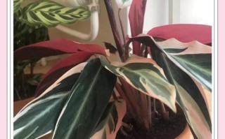 彩色竹芋水培能活吗？