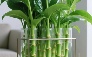 肉肉青苹果能水培吗？