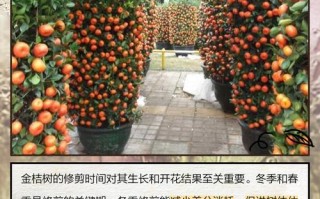金桔盆栽几月移栽最合适？