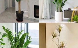 卧室盆栽选哪种植物最好？