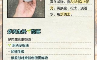 多肉叶片种植后多久能分盆？