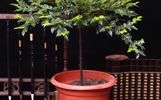 小叶紫檀盆栽树干黑色