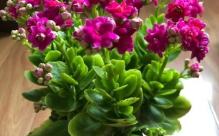 哪些盆栽花好看？图片大全有哪些推荐？