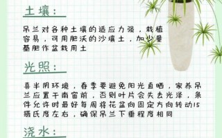 吊兰粗根细根各有什么作用？