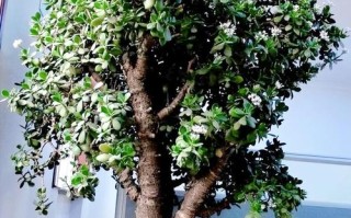 秋天适合养哪些植物盆栽？