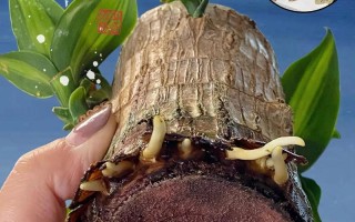 水培巴西木能养多久？寿命有多长？