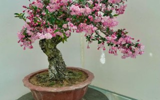 哪些海棠树适合盆栽？看图选！