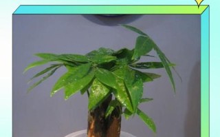 水培土养发财树，哪种更易养活？