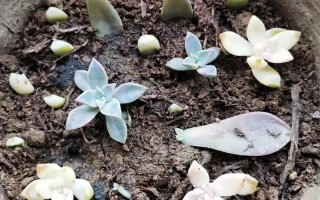 多肉幼苗刚移植怎么养