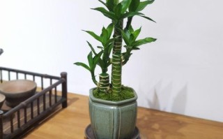 盆栽竹类植物袖珍叶子