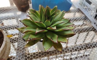 多肉到家能直接种吗？