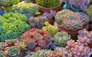 春天适合养哪些多肉？