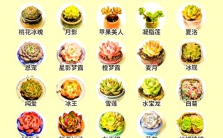 多肉花卉植物名称图片有哪些？