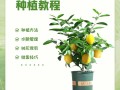 盆栽柠檬怎么养？视频教程教你轻松上手！