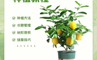 盆栽柠檬怎么养？视频教程教你轻松上手！