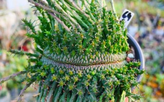 孔雀丸多肉怎么养？