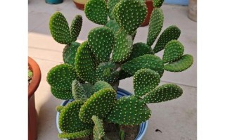 多肉植物黄毛掌的寓意