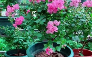 盆栽紫薇如何正确养护施肥？