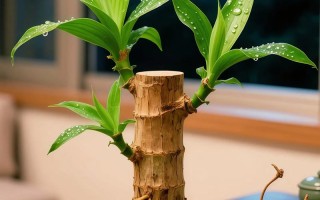 水培巴西木怎么分辨真假？