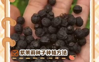 茉莉花种子能直接水培生根吗？
