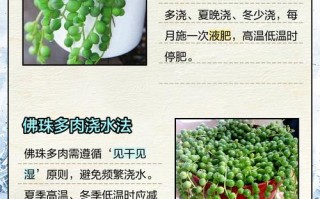 佛珠水养要怎么养才不死？