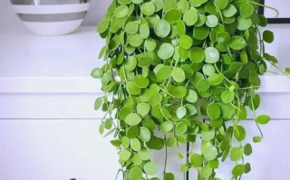 哪种多肉能养成垂吊盆栽？