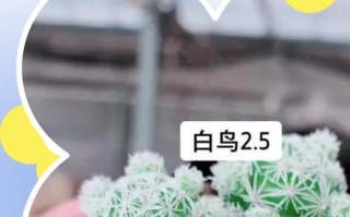 白雪光与白肉鸟多肉咋区分？