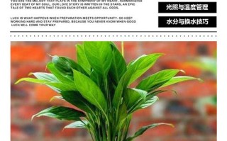 白掌水培根怎么修剪才正确？