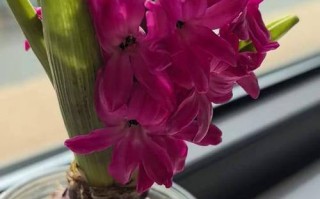 水培风信子开花后该放哪边养护？